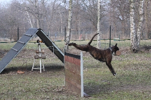 Boxer Hürde