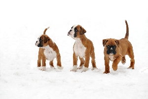 Boxerwelpen
