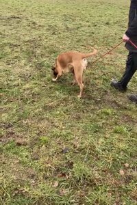 Ludwig v. Guten Mann  - Besitzer: Justin Pietig / Sonja Hasselmeier