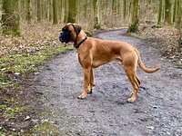 Ludwig v. Guten Mann  - Besitzer: Justin Pietig / Sonja Hasselmeier