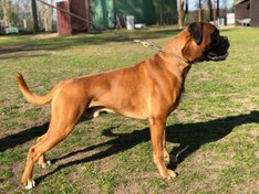 2019-04-Rufus.JPG