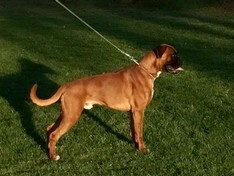 Rufus001.JPG