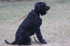olli-002.jpg